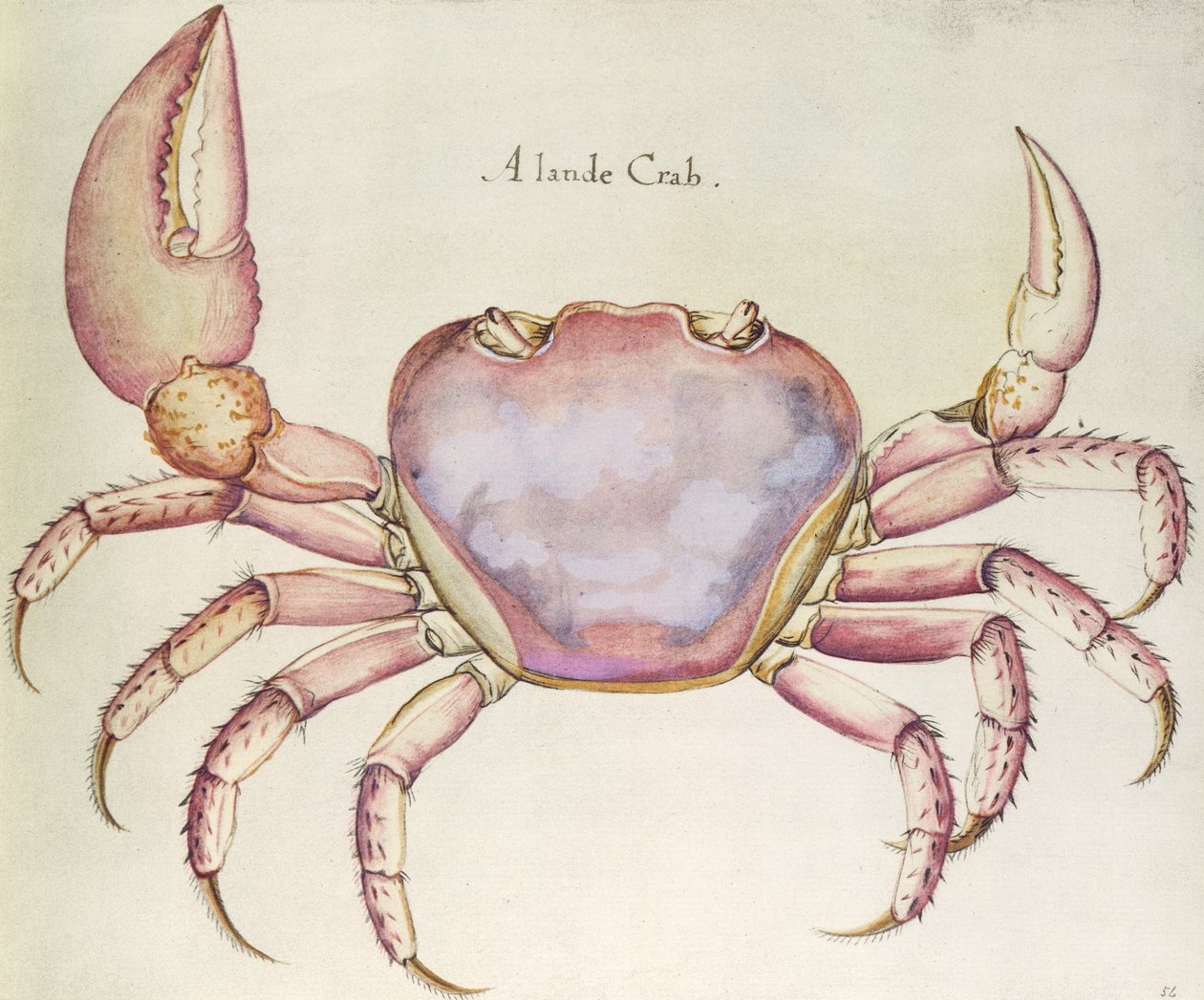 Landkrabbe af John White