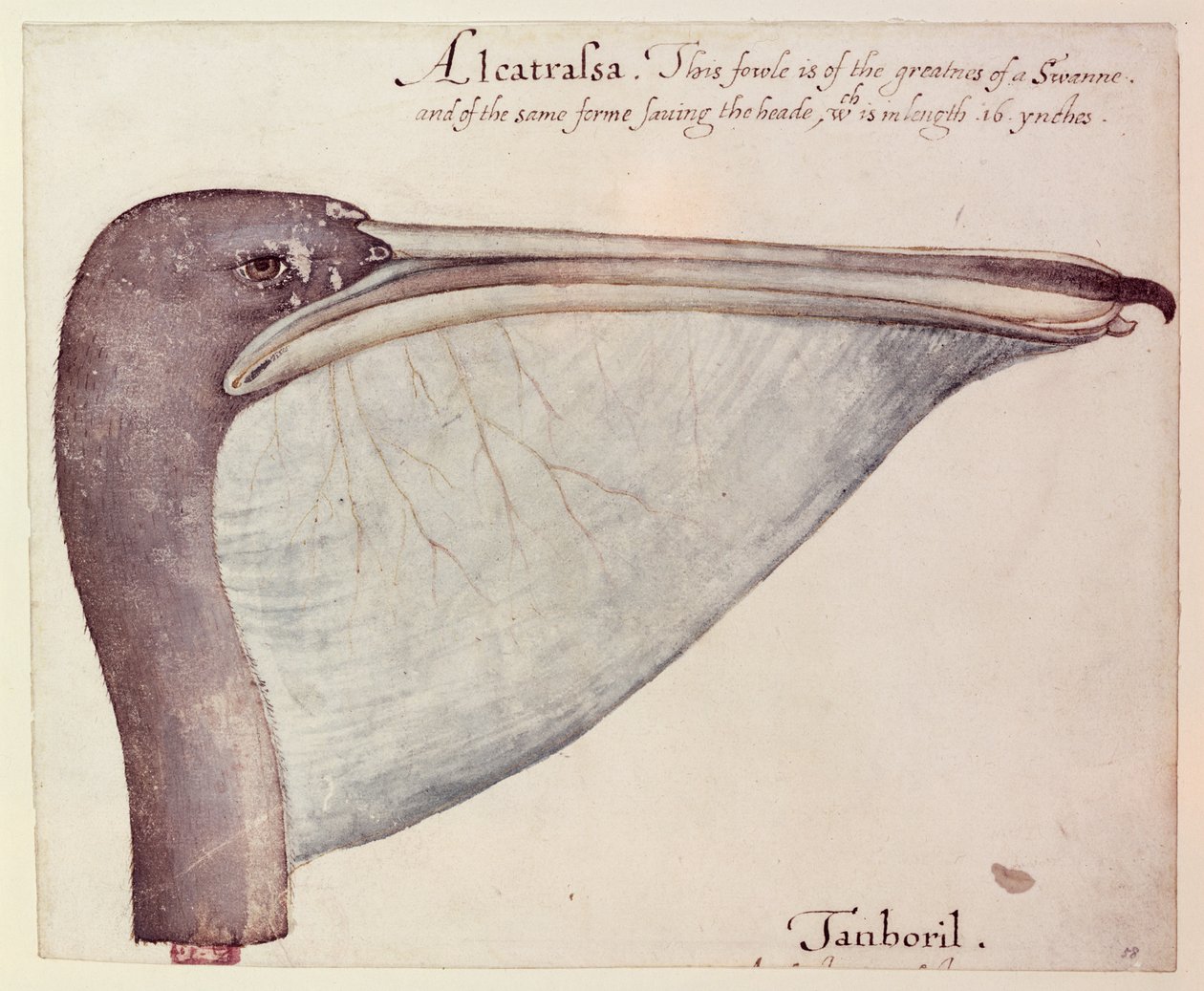 Pelikan, ca. 1590 af John White