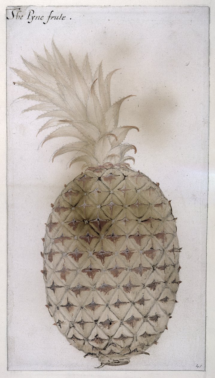 Pineapple, (blyant, wc og bodycolour på papir) af John White