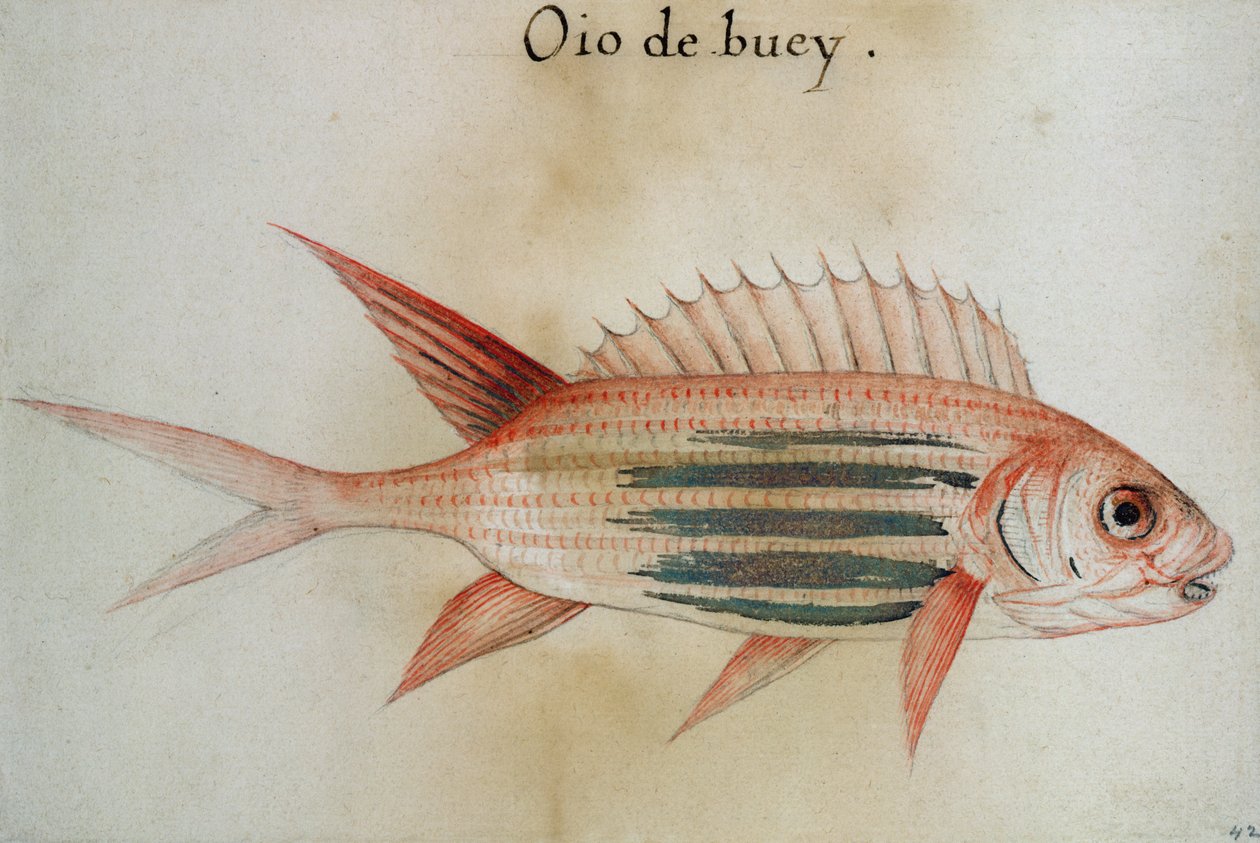 Egernfisk eller Soldatfisk af John White