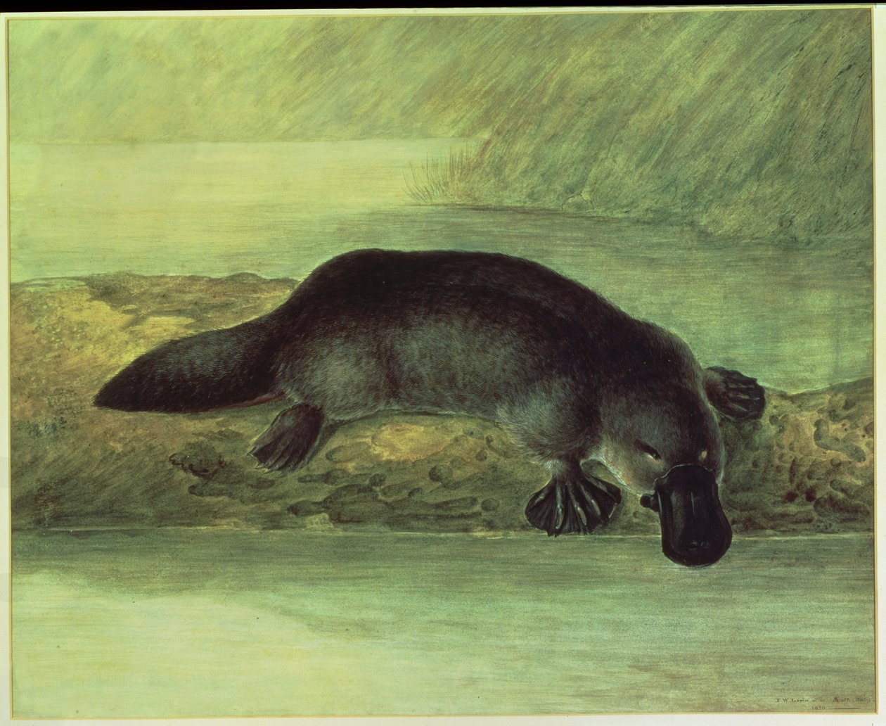 Andenæbbet næbdyr, ornithorynchus paradoxus, 1810 af John William Lewin