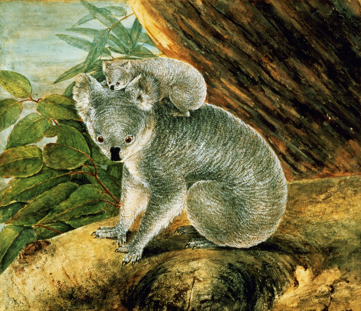 Koala og unge, 1803 af John William Lewin