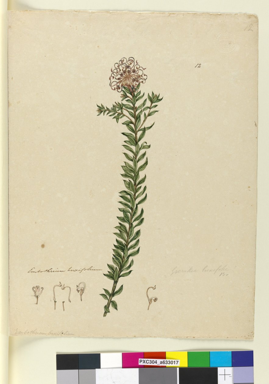 Side 12. Grevillea buxifolia, ca. 1803-06 (wc, pen, blæk og blyant) af John William Lewin