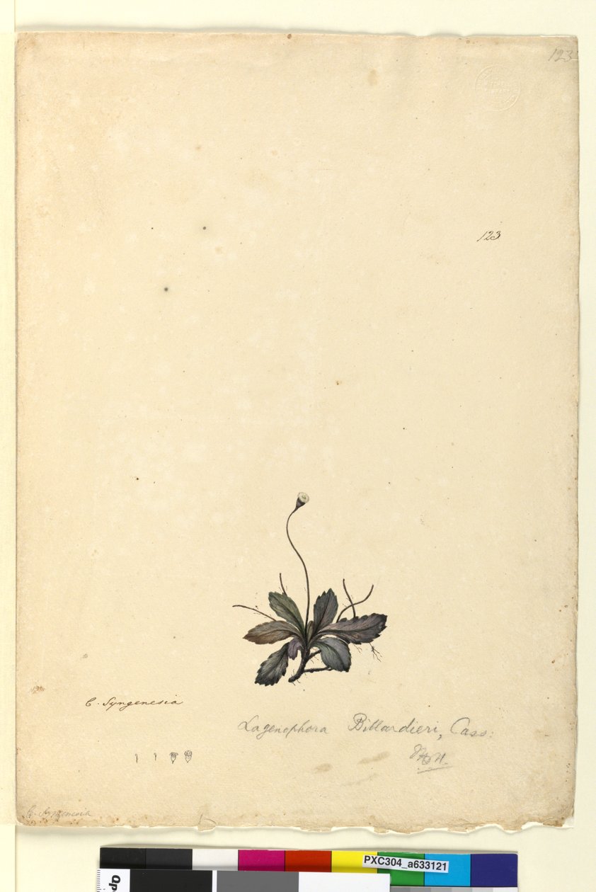 Side 123. Lagenophora billardieriLagenophora gracilis, ca. 1803-06 (wc, pen, blæk og blyant) af John William Lewin