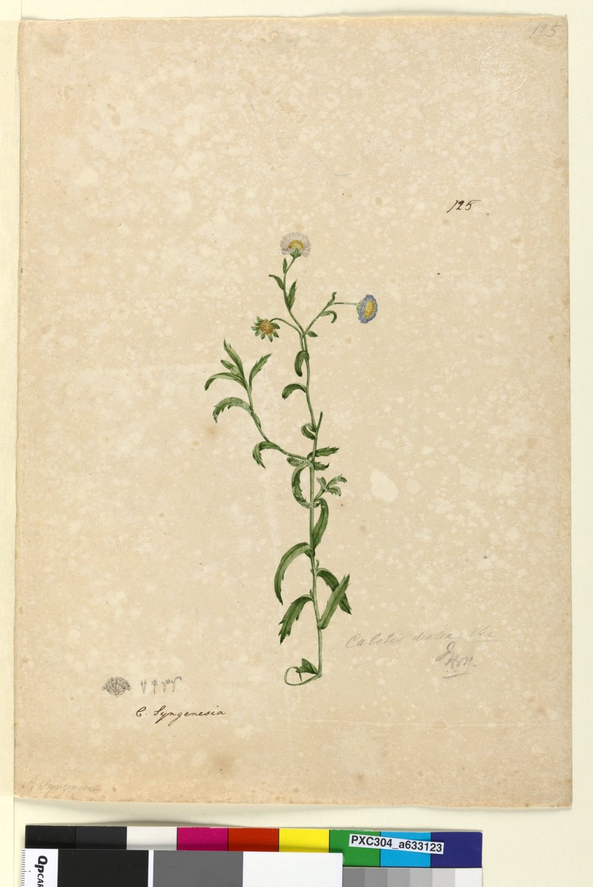 Side 125. Calotis dentex, ca. 1803-06 (wc, pen, blæk og blyant) af John William Lewin