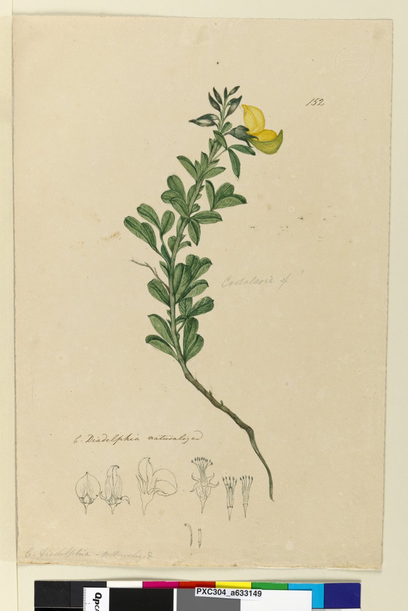 Side 152. C. Diadelphia naturaliseret, ca. 1803-06 (wc, pen, blæk og blyant) af John William Lewin