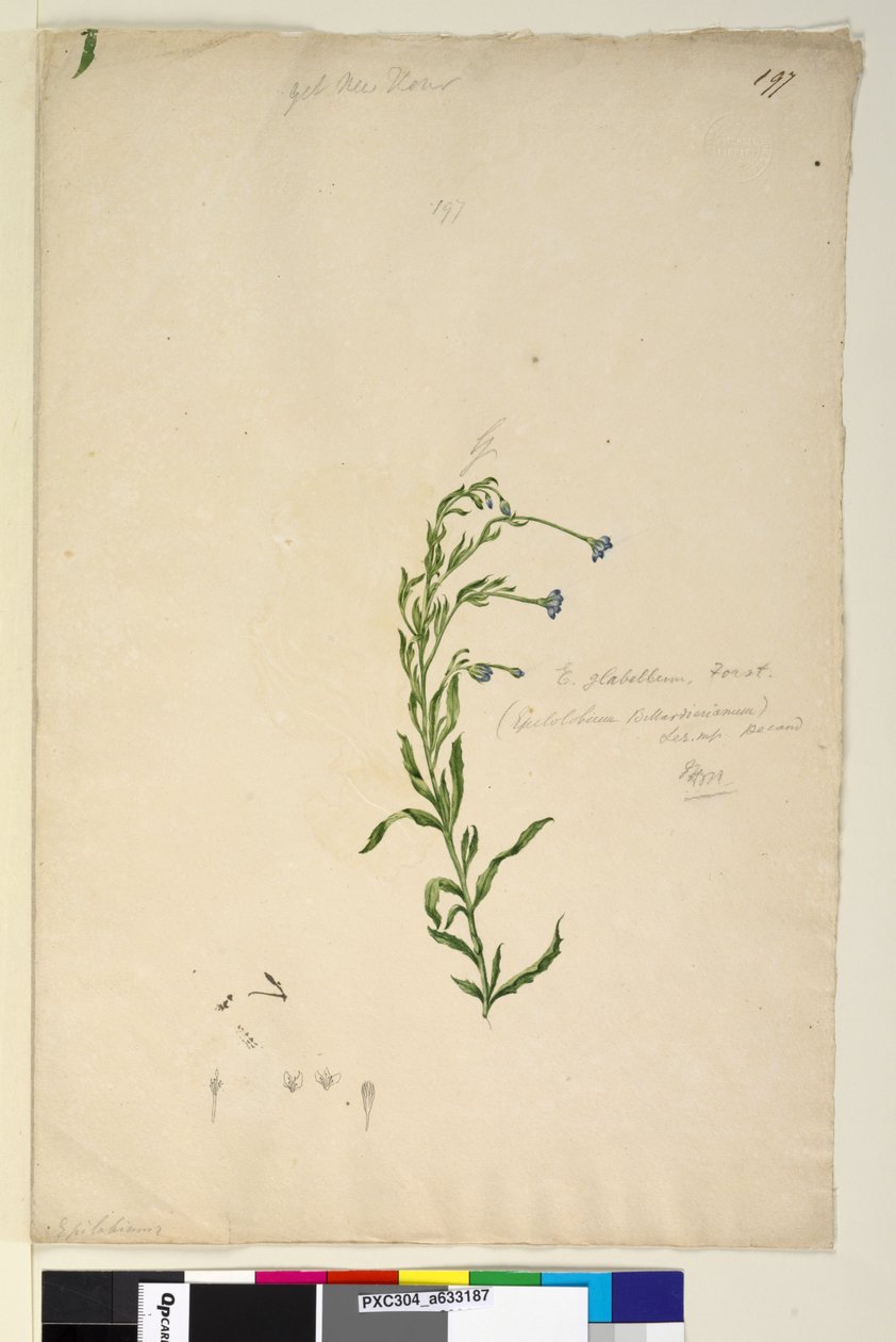Side 197. Epilobium glabellum, ca. 1803-06 (wc, pen, blæk og blyant) af John William Lewin