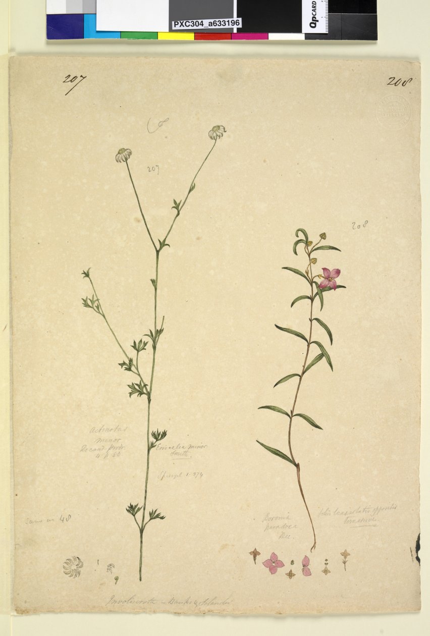 Side 207. Actinotus minor; 208. Boronia paradoxa, ca. 1803-06 (wc, pen, blæk og blyant) af John William Lewin