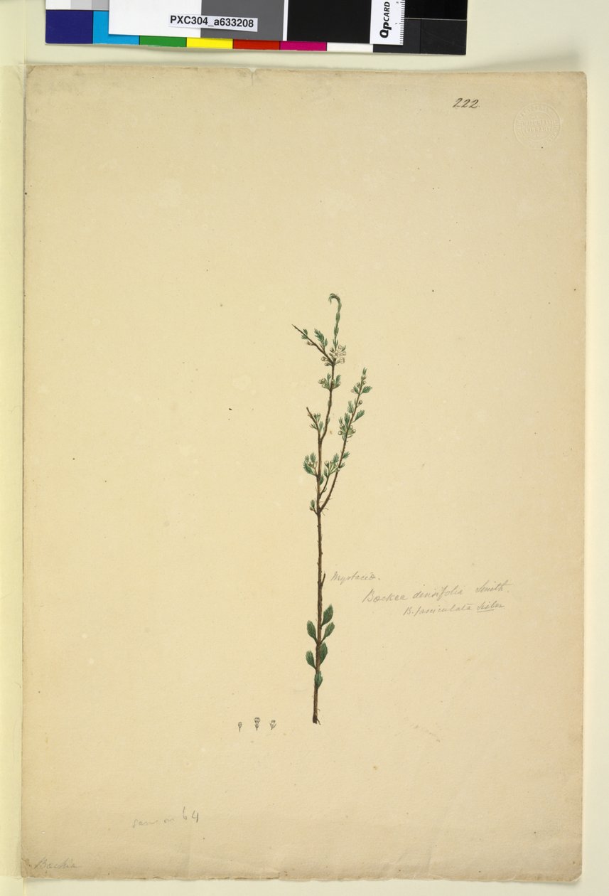 Side 222. Baeckea densifolia, ca. 1803-06 (wc, pen, blæk og blyant) af John William Lewin