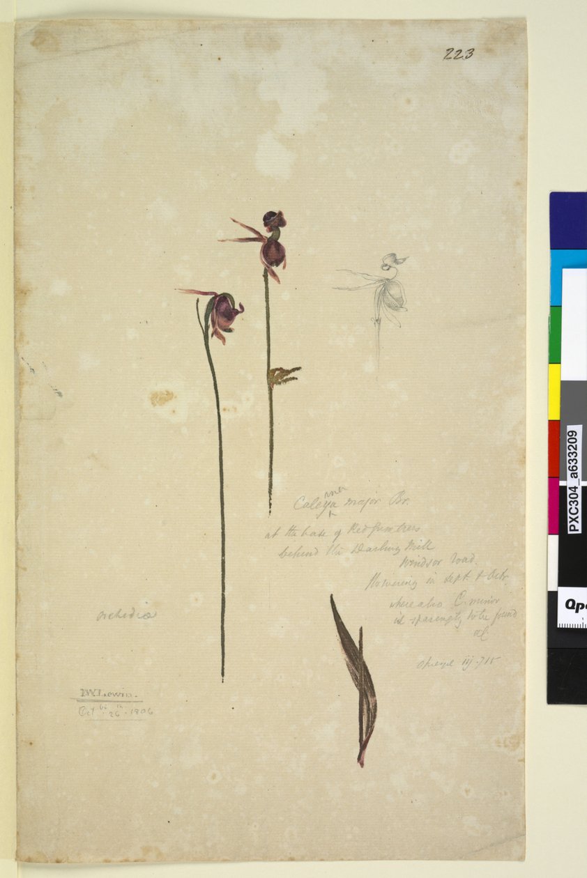 Side 223. Caleana major, ca. 1803-06 (wc, pen, blæk og blyant) af John William Lewin