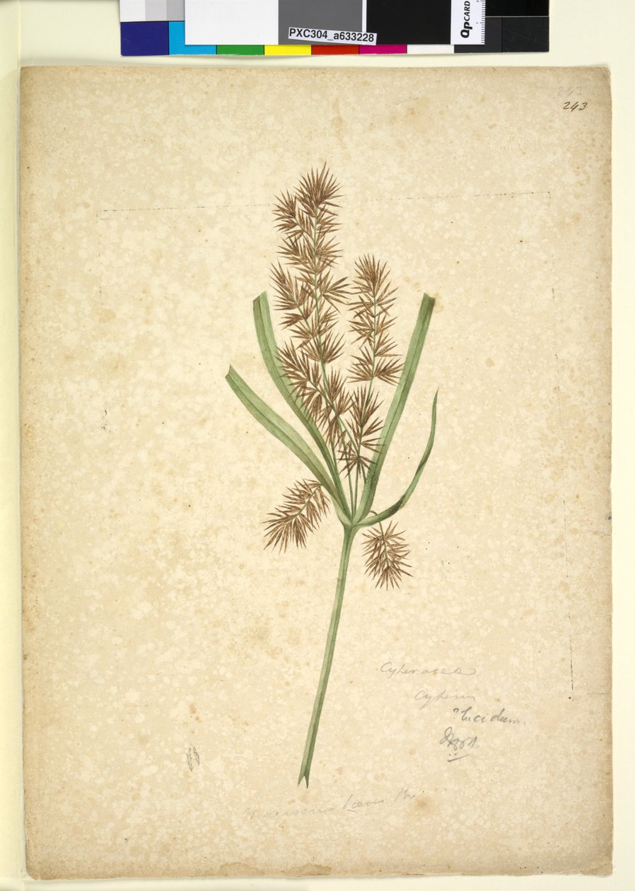 Side 243. Mariscus, c.1803-06 (wc, kuglepen, blæk og blyant) af John William Lewin