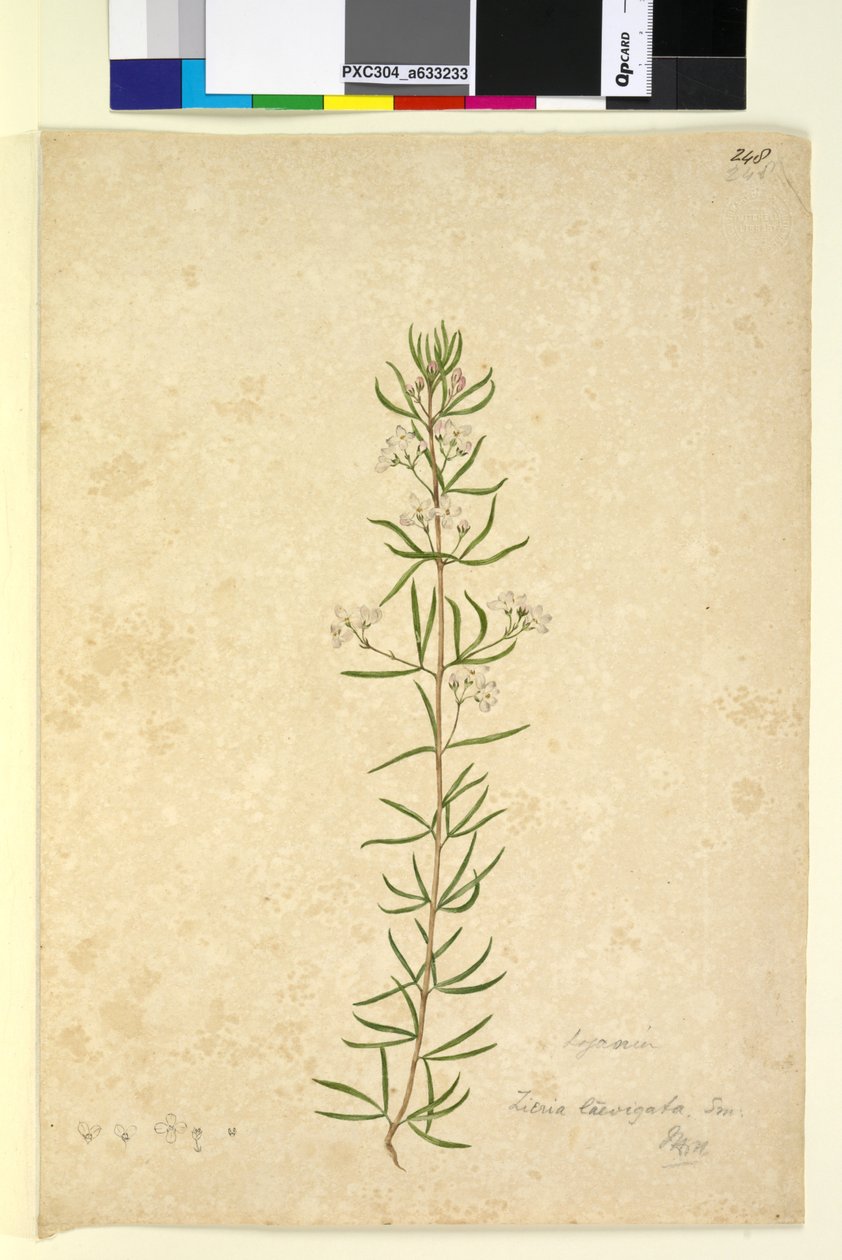 Side 248. Zieria laevigata, ca. 1803-06 (wc, pen, blæk og blyant) af John William Lewin