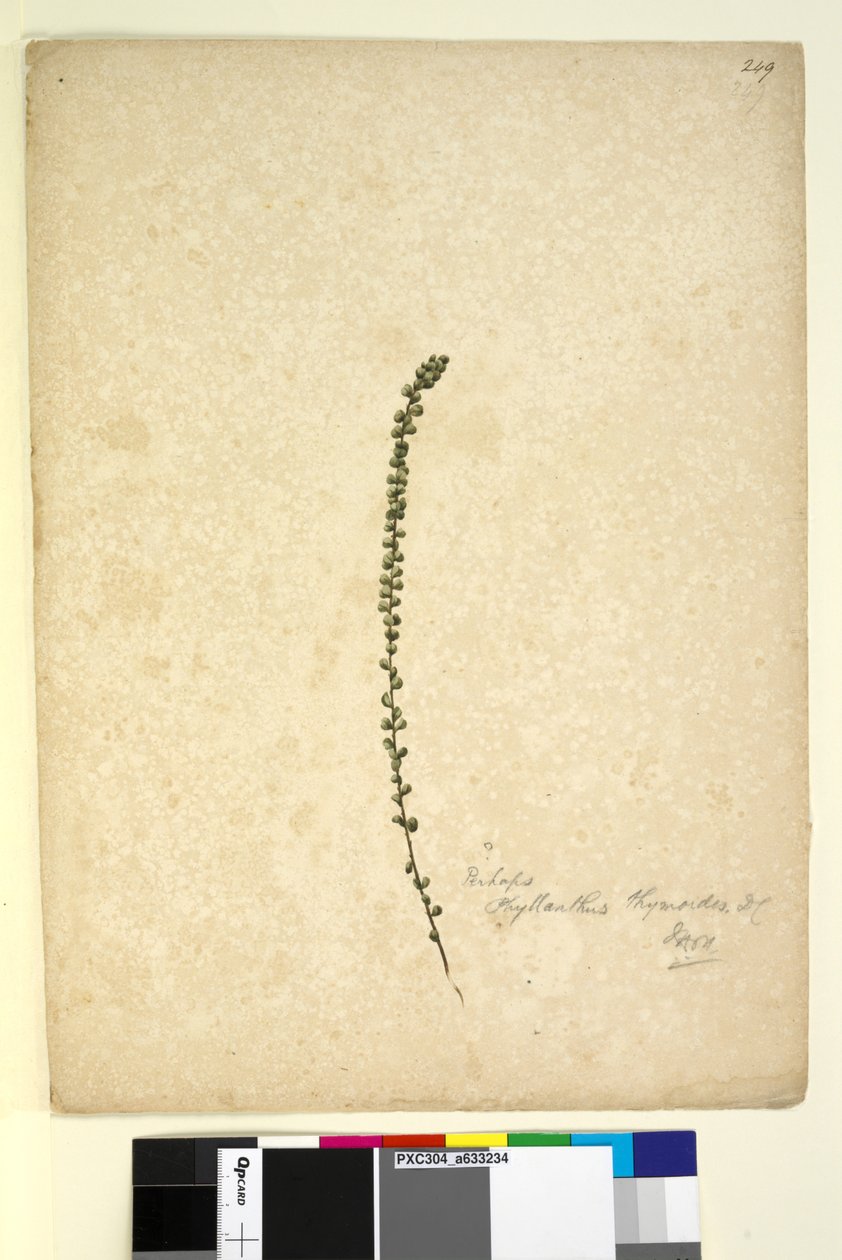 Side 249. Måske Phyllanthus thymoides, ca. 1803-06 (wc, pen, blæk og blyant) af John William Lewin
