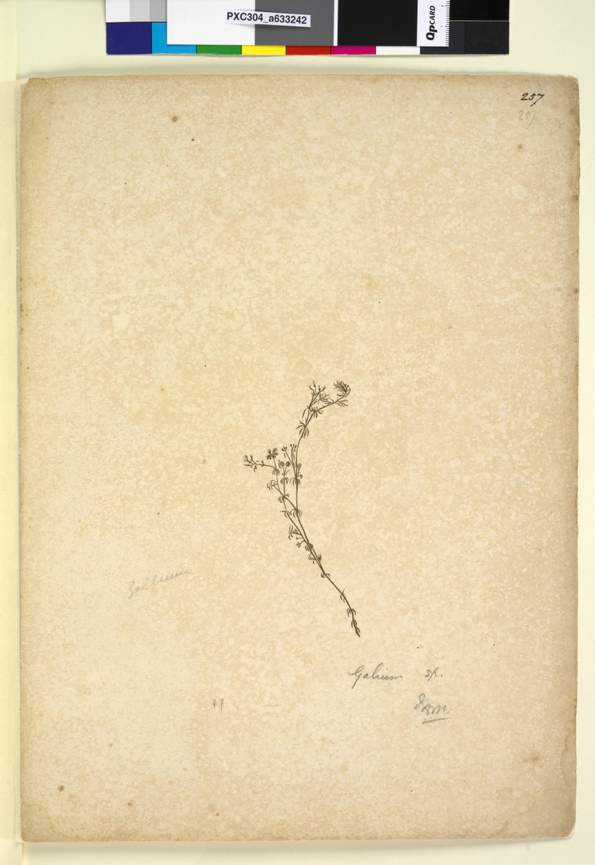 Side 257. Galium sp., ca. 1803-06 (wc, pen, blæk og blyant) af John William Lewin