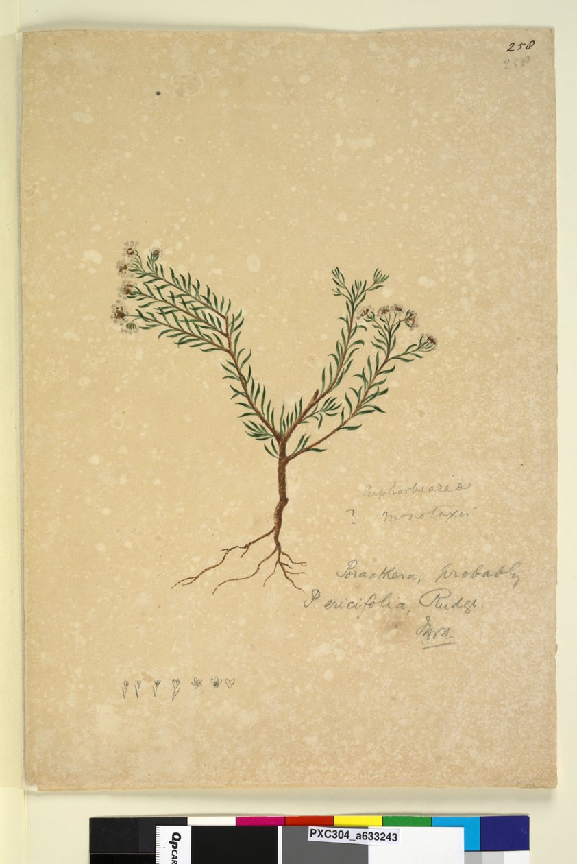Side 258. Poranthera ericifolia, ca. 1803-06 (wc, pen, blæk og blyant) af John William Lewin