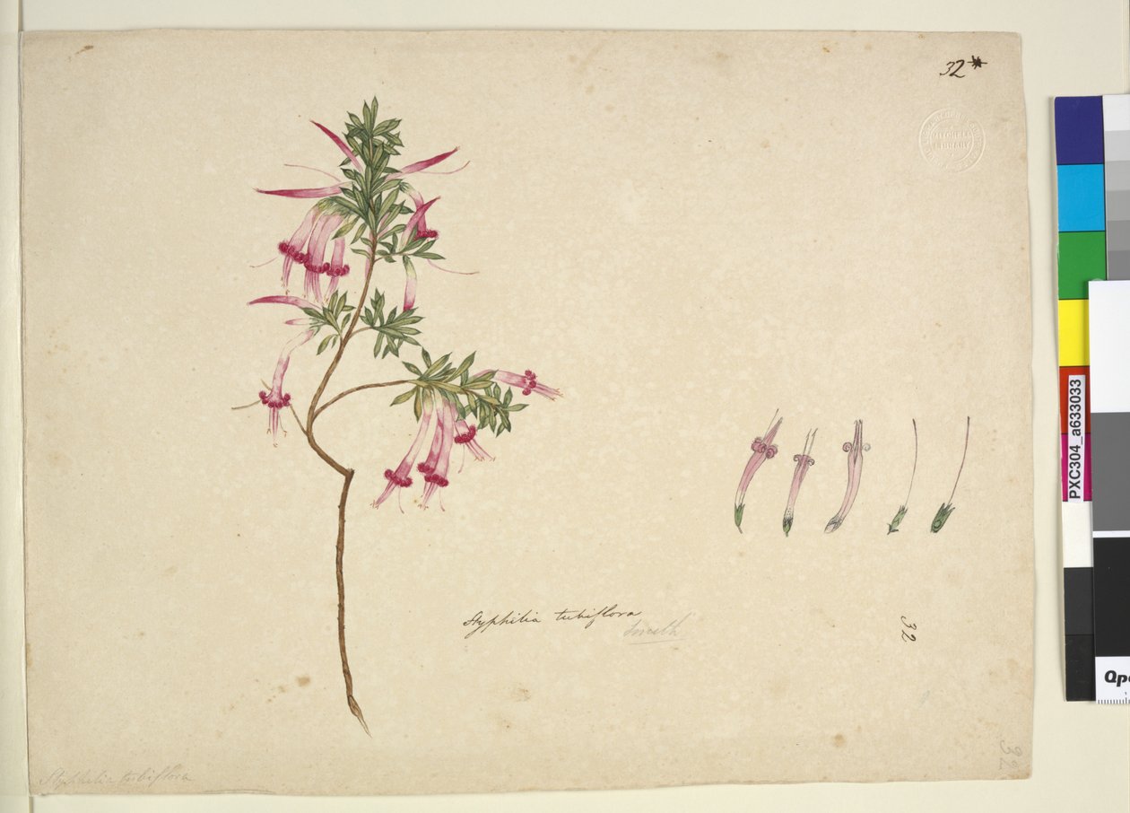 Side 32. Styphelia tubiflora, ca. 1803-06 (wc, pen, blæk og blyant) af John William Lewin