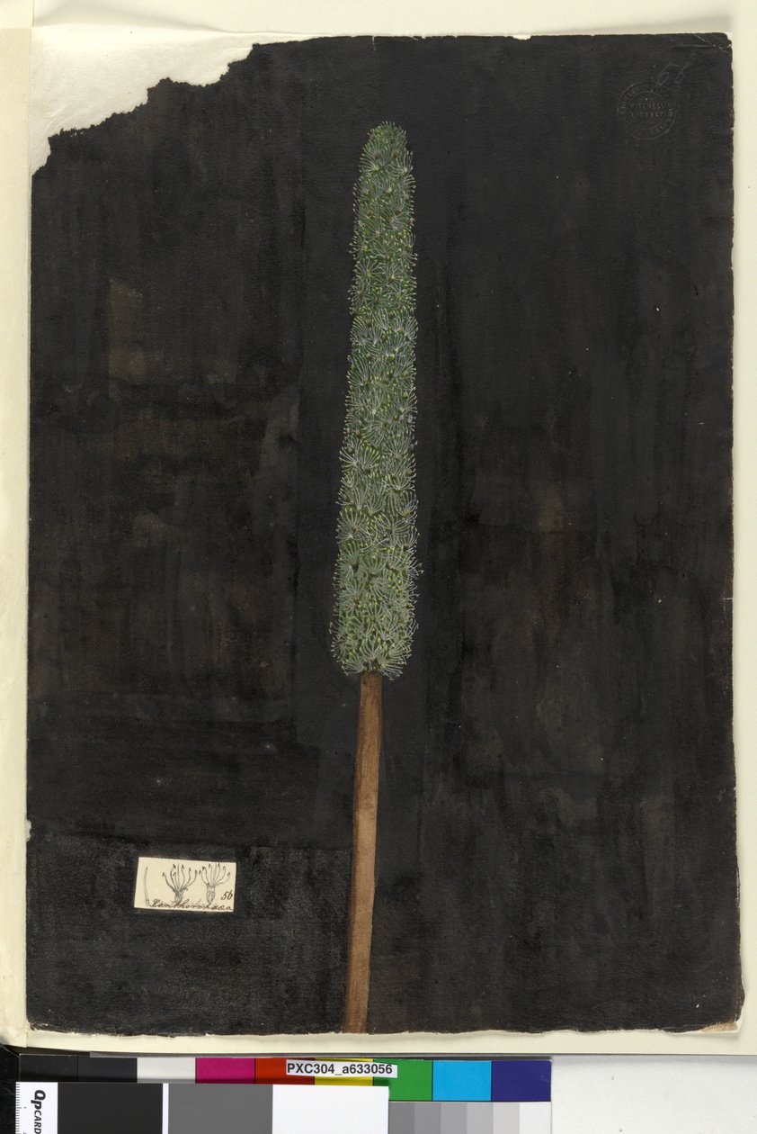 Side 56. Xanthorrhoea, ca. 1803-06 (wc, pen, blæk og blyant) af John William Lewin