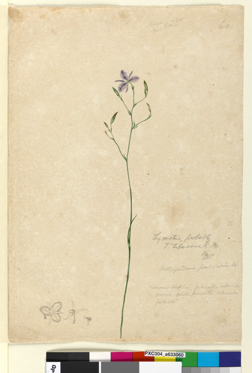 Side 60. Thysanotus tuberosus, ca. 1803-06 (wc, pen, blæk og blyant) af John William Lewin