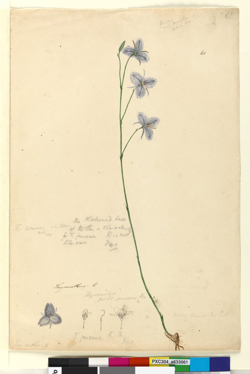 Side 61. Thysanotus, ca. 1803-06 (wc, pen, blæk og blyant) af John William Lewin