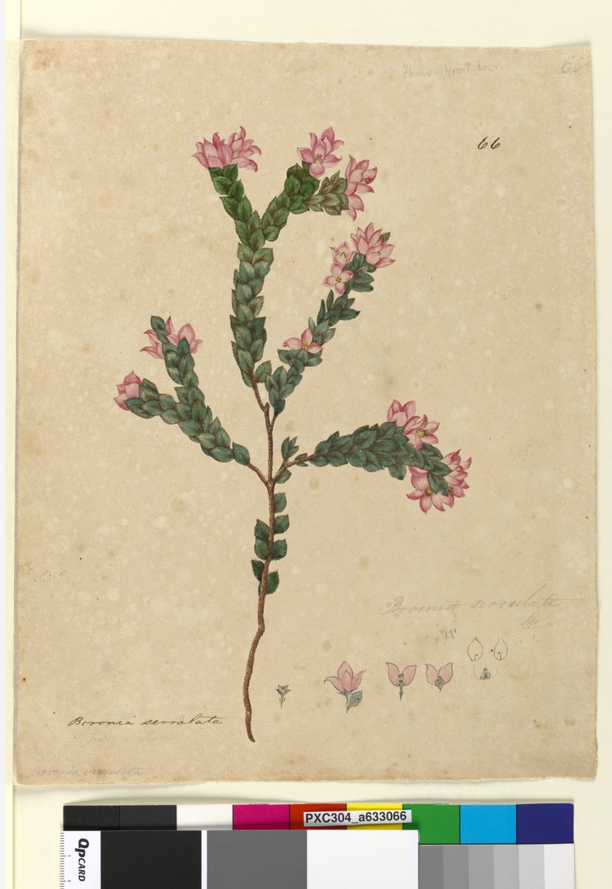 Side 66. Boronia serrulata, ca. 1803-06 (wc, pen, blæk og blyant) af John William Lewin