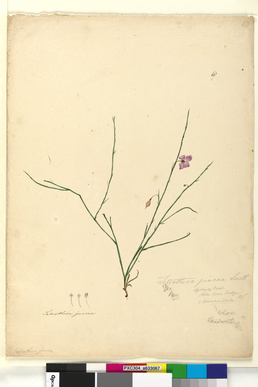 Side 67. Tetratheca juncea, ca. 1803-06 (wc, pen, blæk og blyant) af John William Lewin