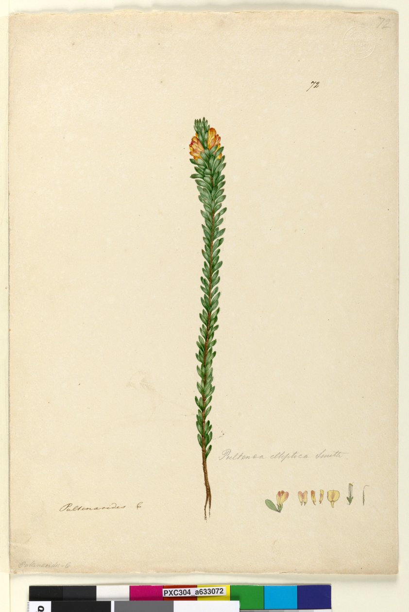 Side 72. Pultenaea elliptica, ca. 1803-06 (wc, pen, blæk og blyant) af John William Lewin