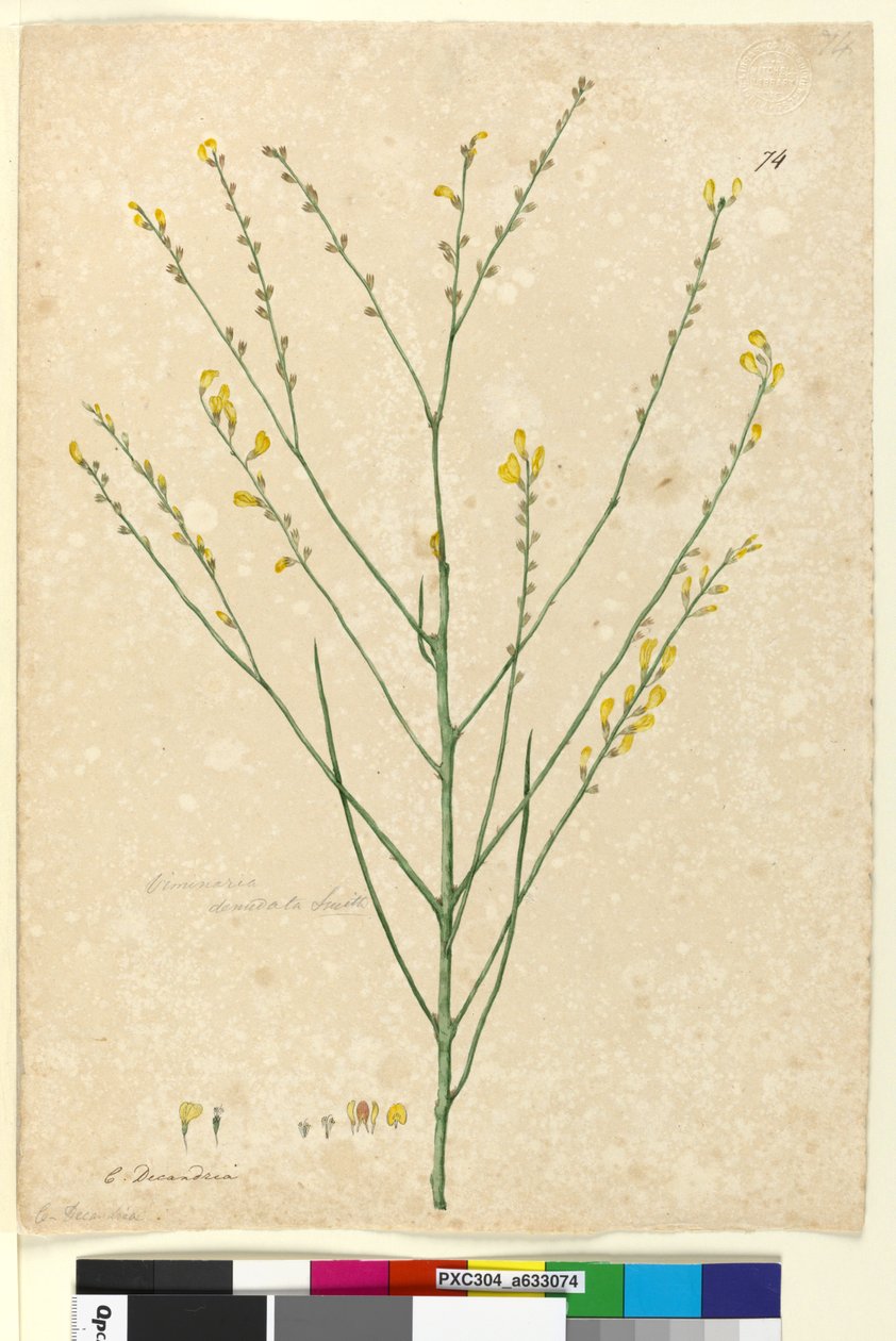 Side 74. Viminaria denudata, ca. 1803-06 (wc, pen, blæk og blyant) af John William Lewin
