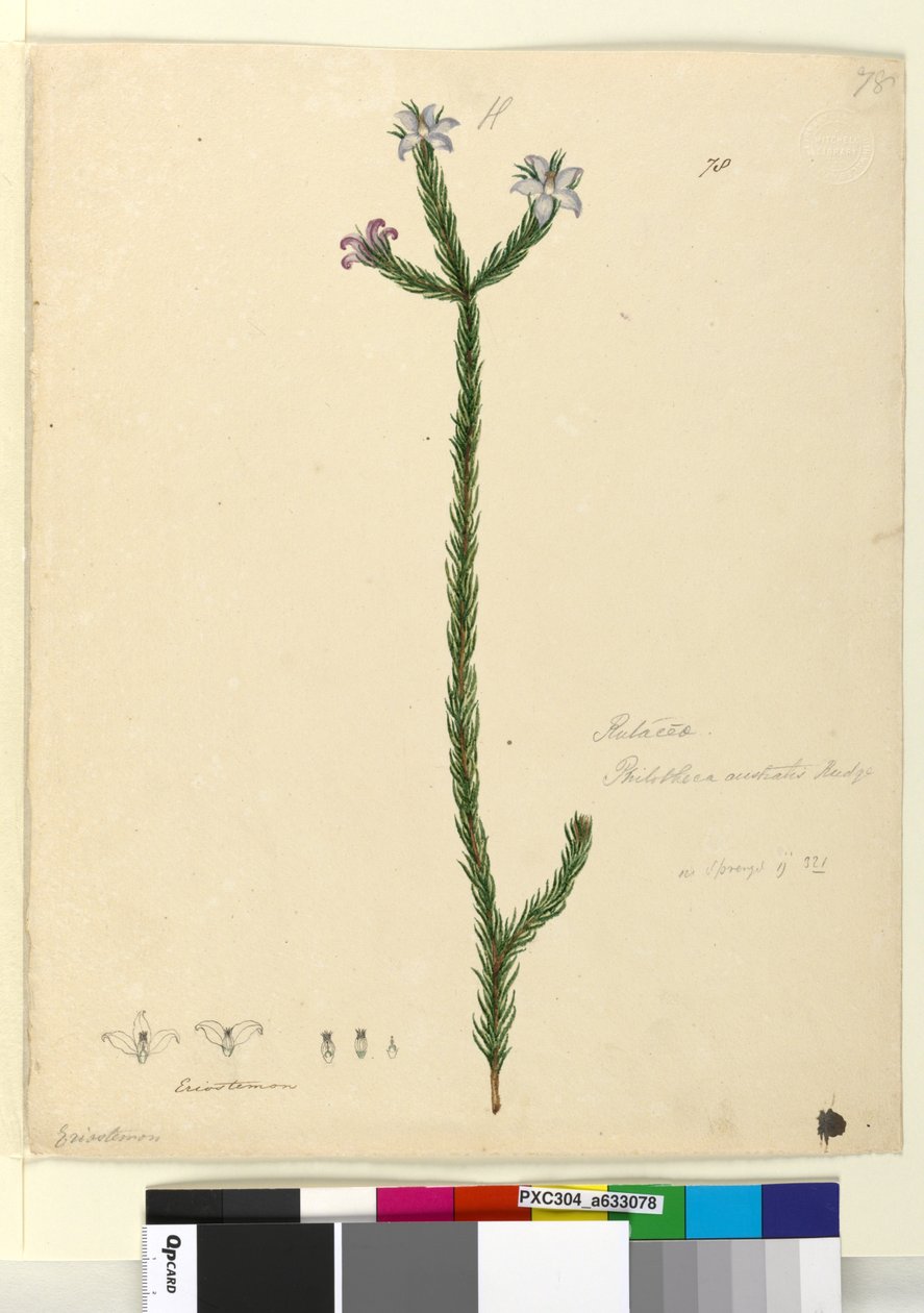 Side 78. Philotheca australis, ca. 1803-06 (wc, pen, blæk og blyant) af John William Lewin