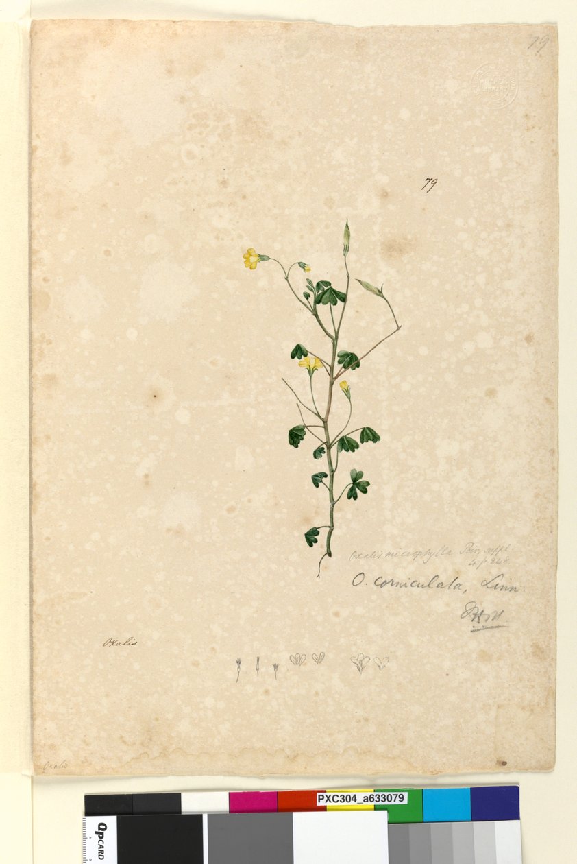 Side 79. Oxalis corniculata, ca. 1803-06 (wc, pen, blæk og blyant) af John William Lewin