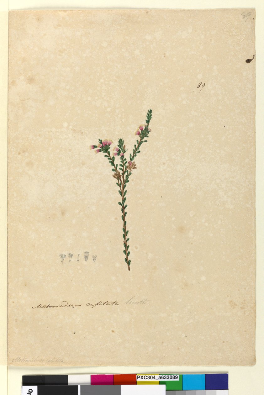 Side 89. Metrosideros capitata, ca. 1803-06 (wc, pen, blæk og blyant) af John William Lewin