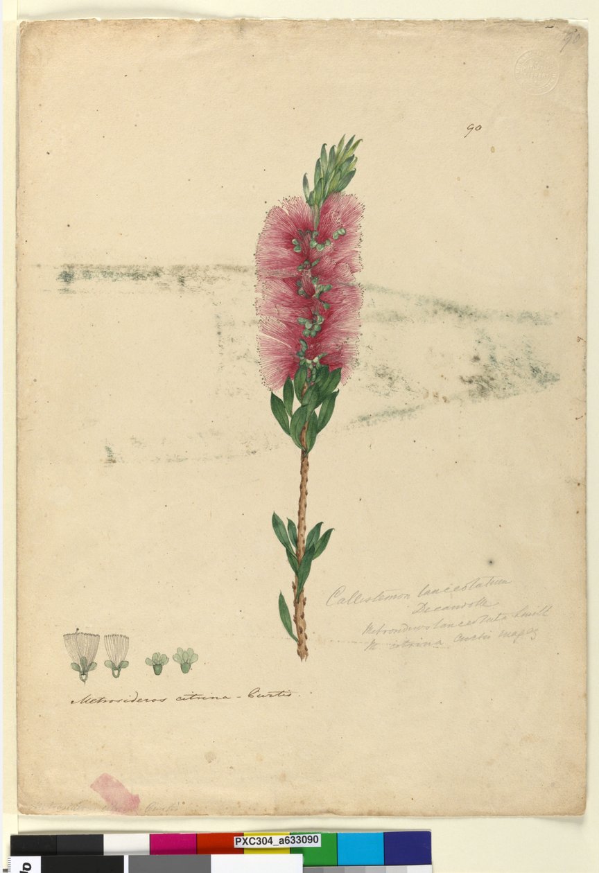 Side 90. Callistemon lanceolatusCallistemon citrinus, ca. 1803-06 (wc, pen, blæk og blyant) af John William Lewin