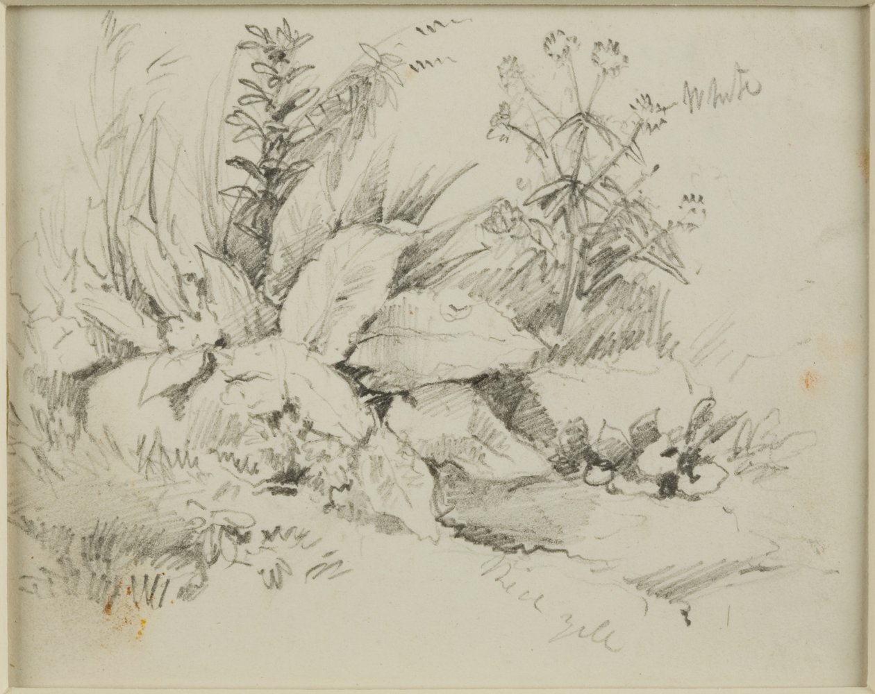 Naturstudie af John Wilson Carmichael