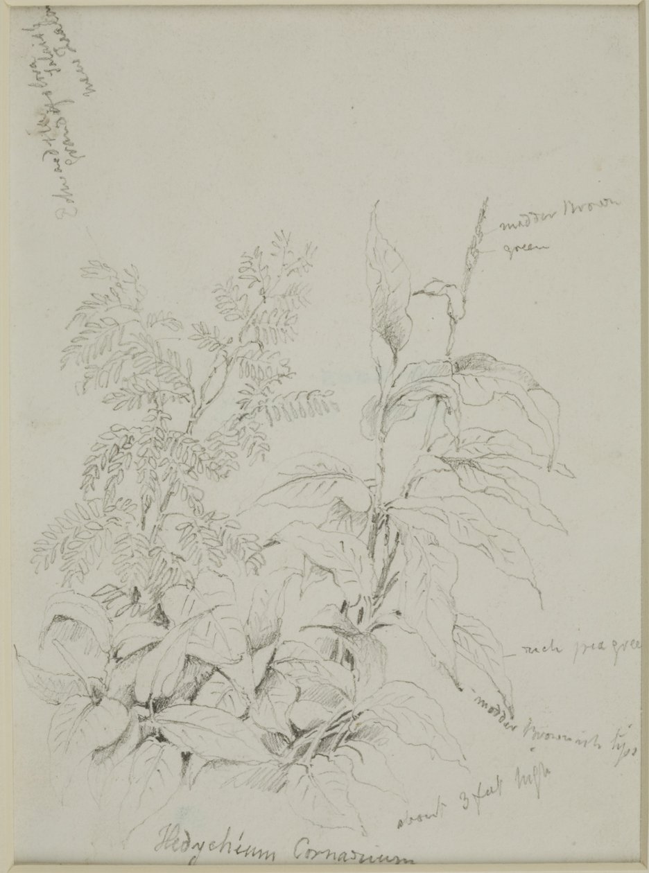 Naturstudie af John Wilson Carmichael