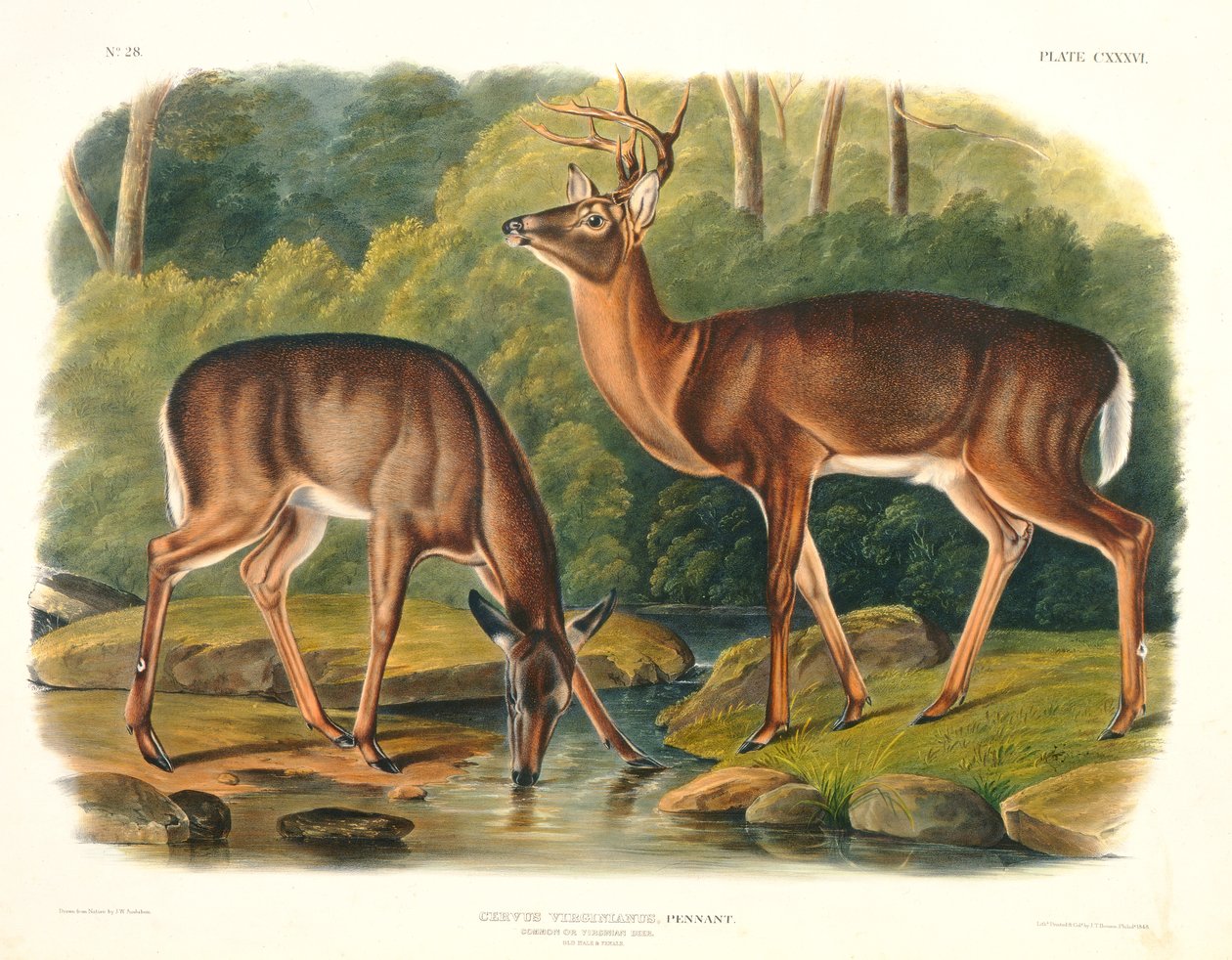 Cervus Virginianus (almindelig hjort), plade 136 fra "Quadrupeds of North America", graveret af John T. Bowen (1801-c.1856), 1848 af John Woodhouse Audubon
