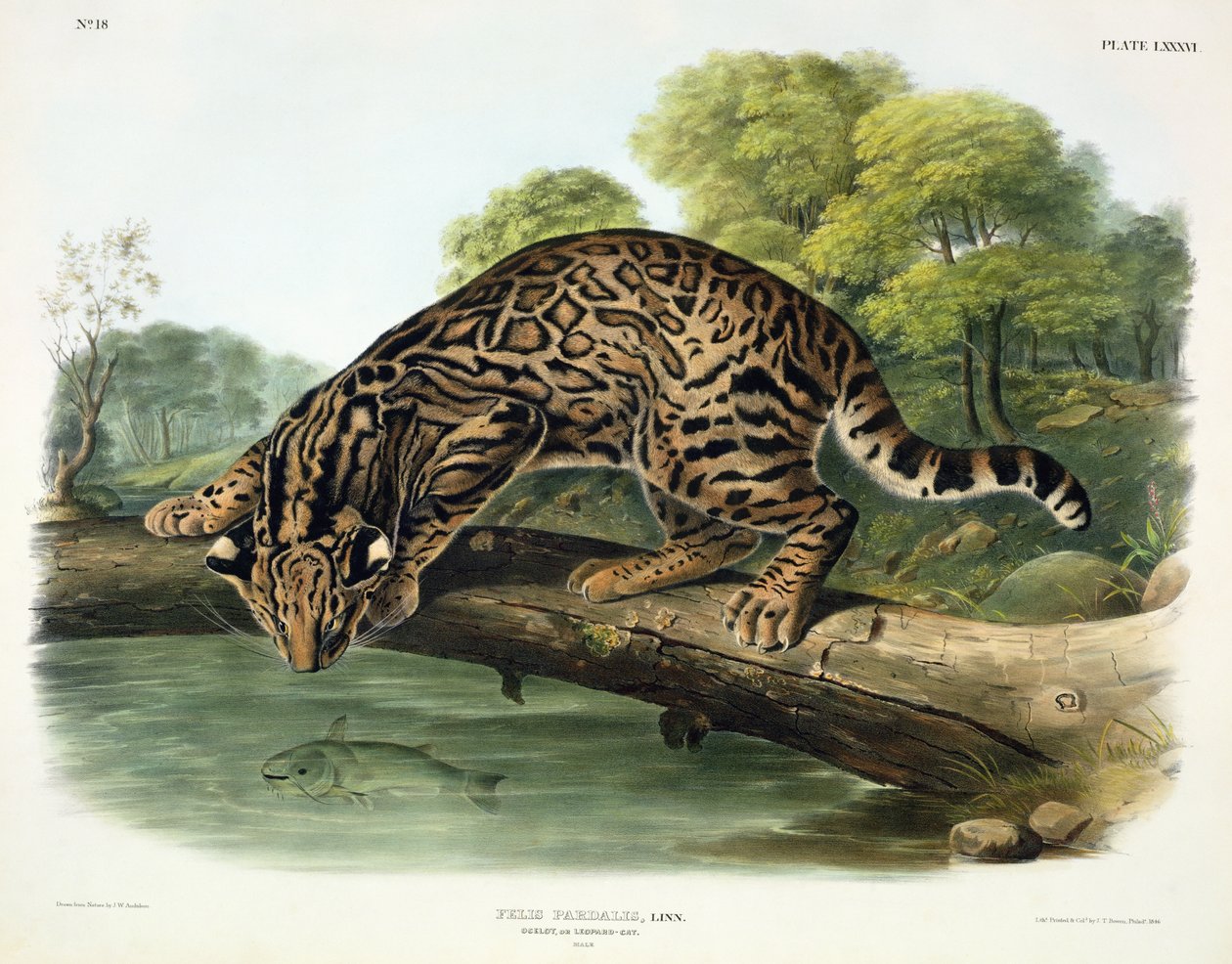 Felis Pardalis (Ocelot eller Leopard-Cat), plade 86 fra 