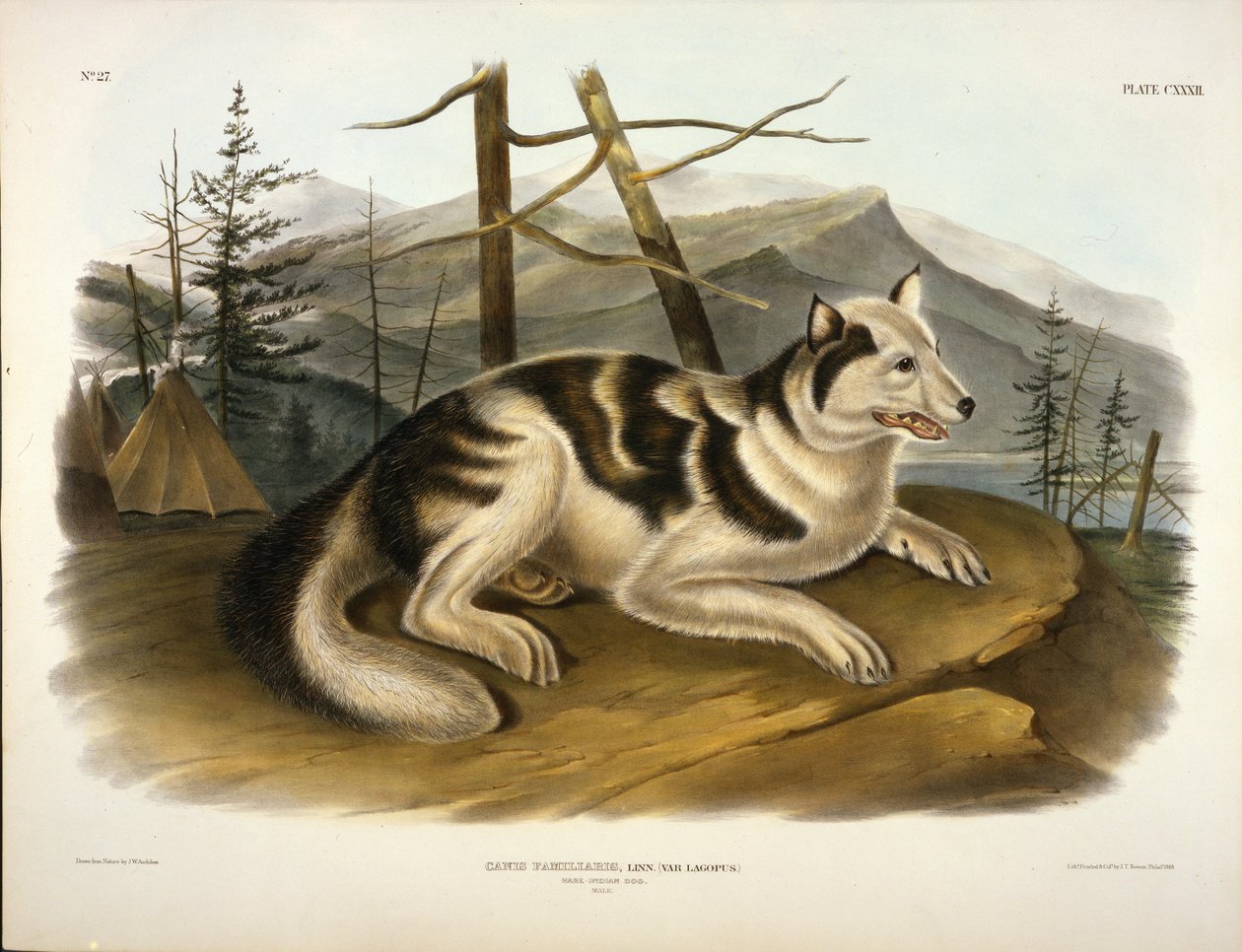 Hare indisk hund af John Woodhouse Audubon
