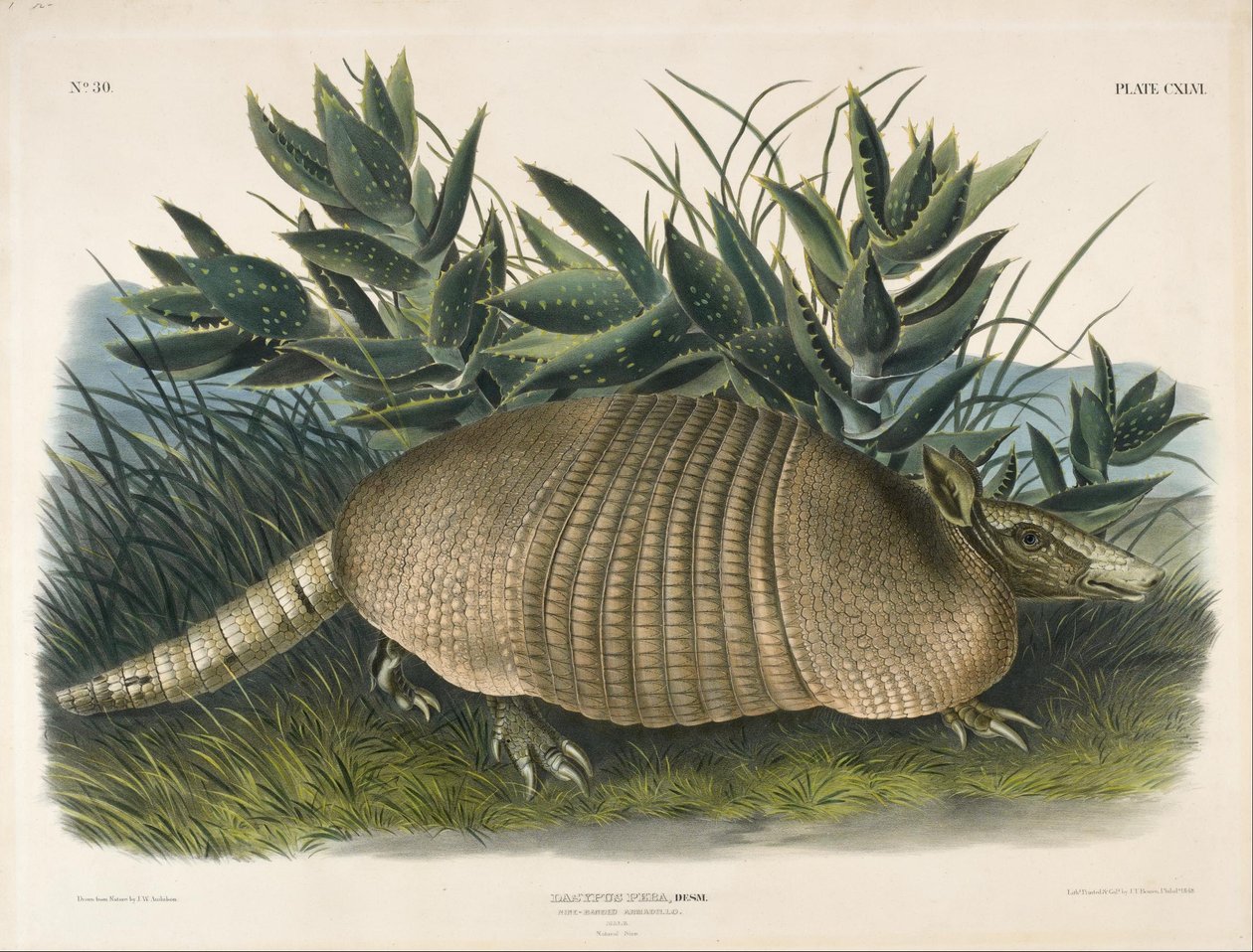 Ni-banded Armadillo (Dasypus Peba) af John Woodhouse Audubon