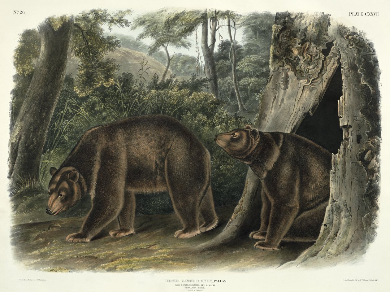 Ursus Americanus, var. Cinnamonum (kanelbjørn), plade 127 fra "Quadrupeds of North America", graveret af John T. Bowen (1801-c.1856), 1847 af John Woodhouse Audubon