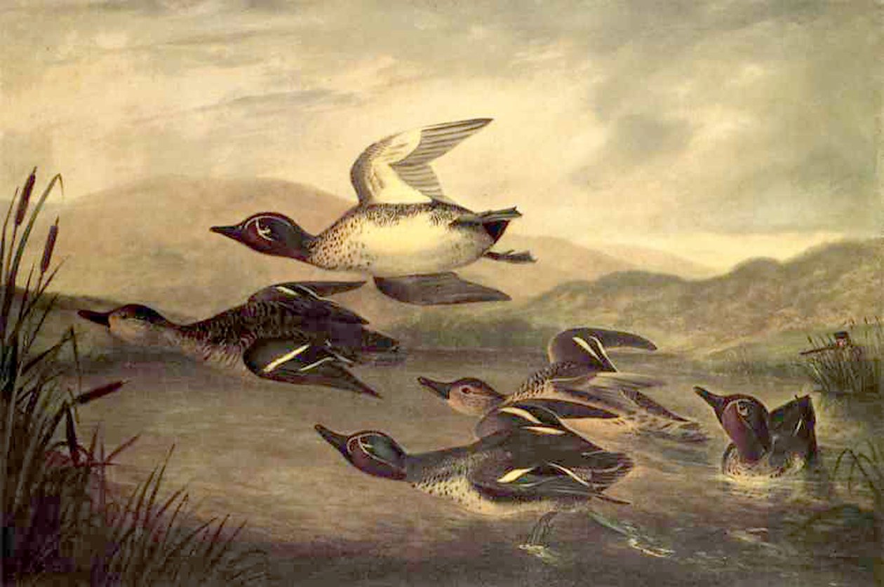 Vildænder rejser sig, 1840 af John Woodhouse Audubon