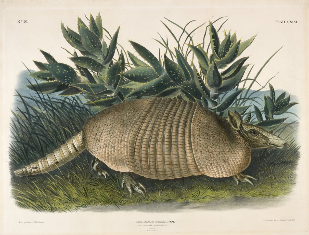 Ni-båndet bæltedyr (Dasypus Peba), 1848 (håndkoloreret litografi) af John Woodhouse after Audubon