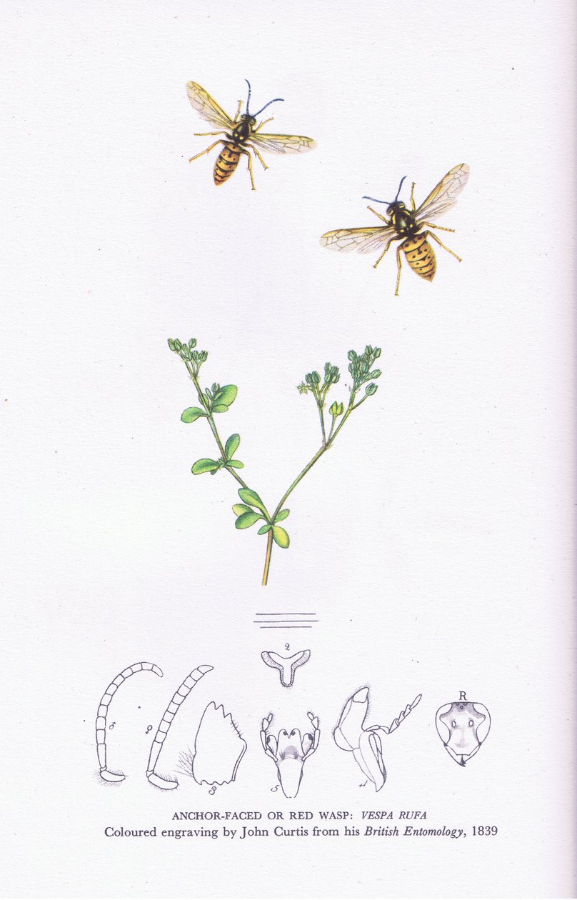 Anchor Faced or Red Wasp, Nature in Britain udgivet af Collins af John (after) Curtis