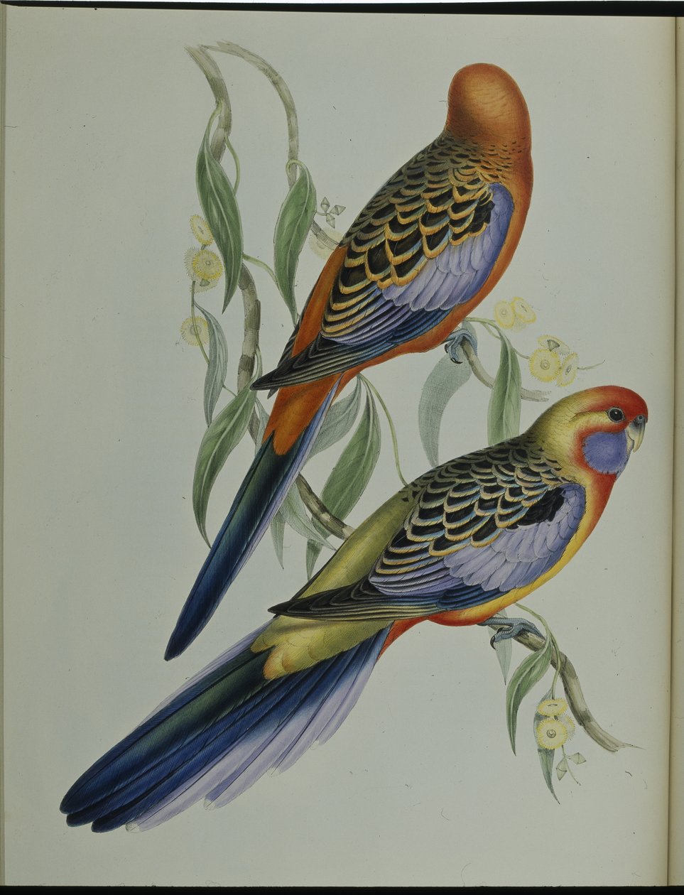 Adelaide Parakit (Platycercus Adelaidiae) (håndfarvet litho) af John (after) Gould
