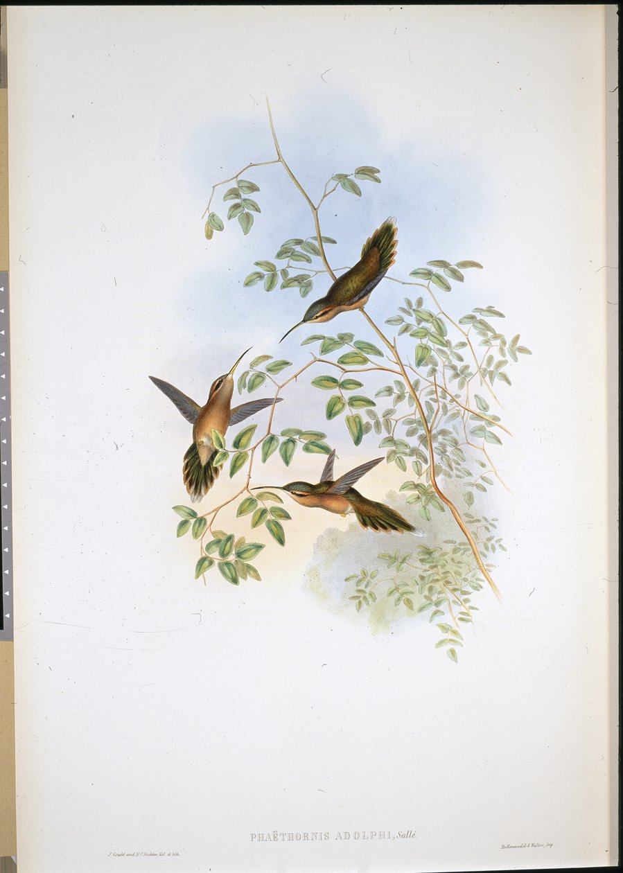 Adolphs Eremit (Phaethornis Adolphi) (håndfarvet litho) af John (after) Gould
