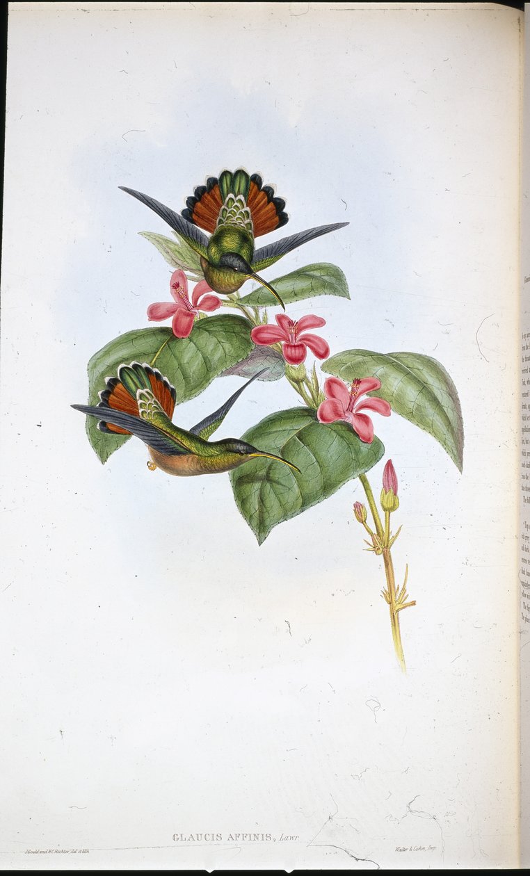Allied Eremit (Glaucus affinis) (håndfarvet litho) af John (after) Gould