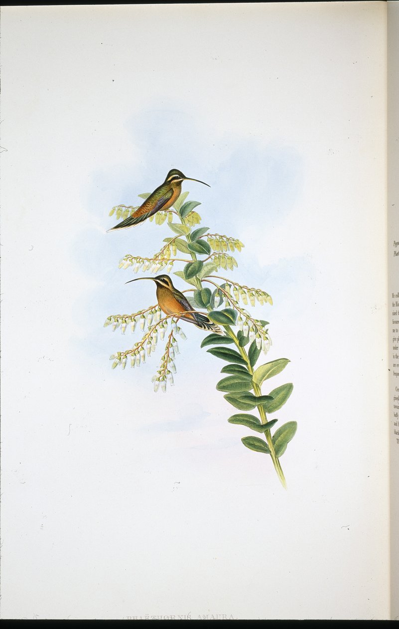 Amaura Eremit (Phaethornis Amaura) (håndfarvet litho) af John (after) Gould