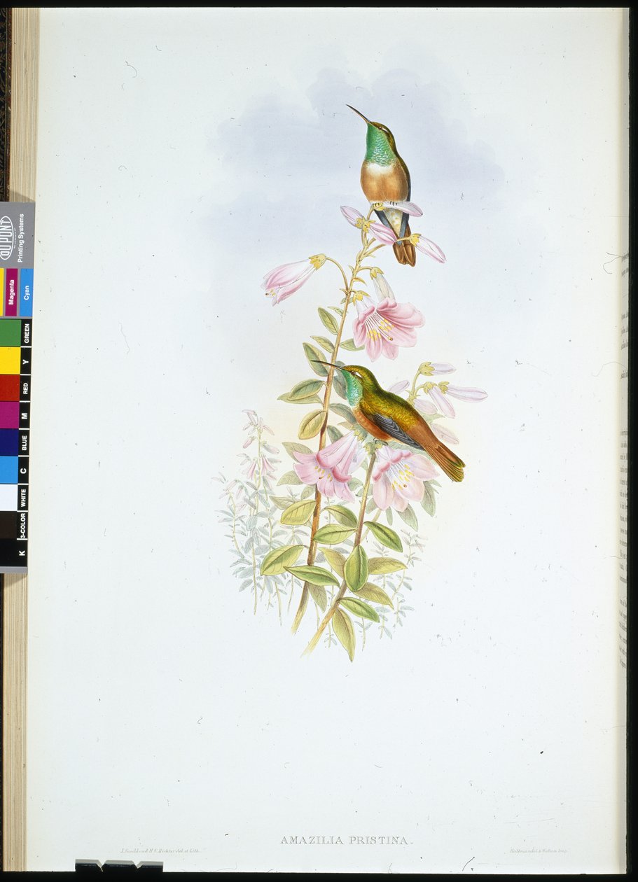 Amazili (Amazilia Pristina) (håndfarvet litho) af John (after) Gould