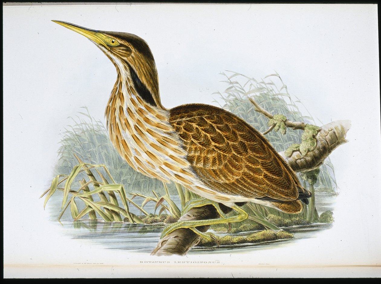Amerikansk Bittern (Botaurus Lentiginosus) (håndfarvet litho) af John (after) Gould