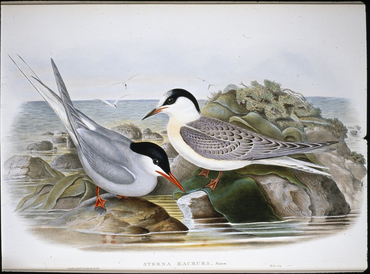 Arktisk tern (Sterna Macrura) (håndfarvet litho) af John (after) Gould