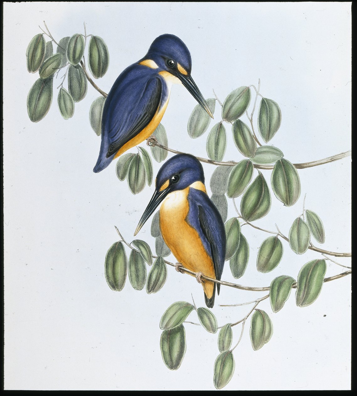 Azure Kingfisher (Alcyone Azurea) (håndfarvet litho) af John (after) Gould