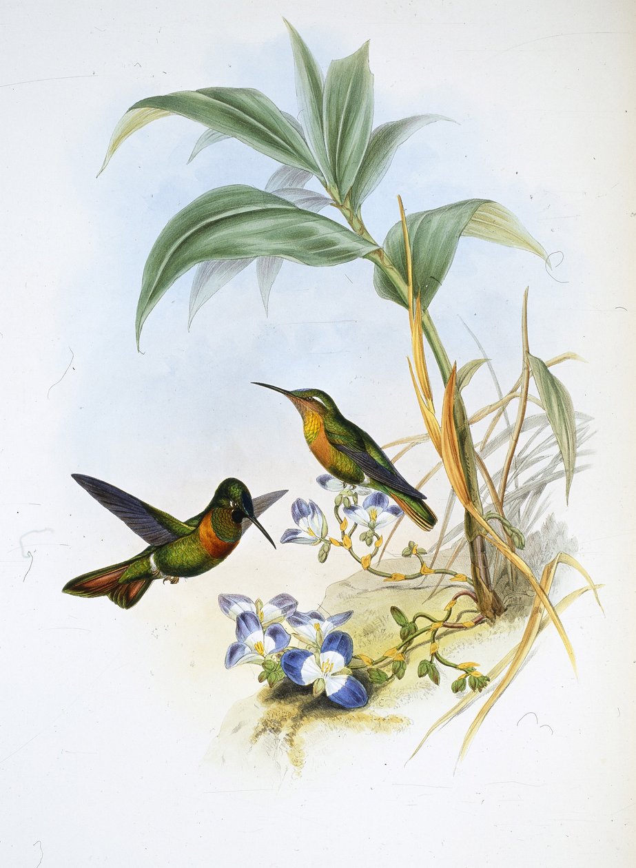 Båndet rubin (Clytolaema Aurescens) (håndfarvet litho) af John (after) Gould